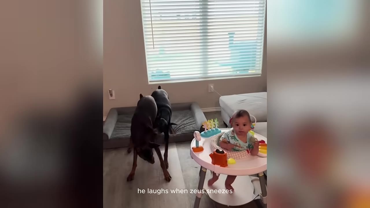 A happy baby sitting in a walker in a living room, looking towards the camera, while two Doberman dogs play near their dog bed in the background.