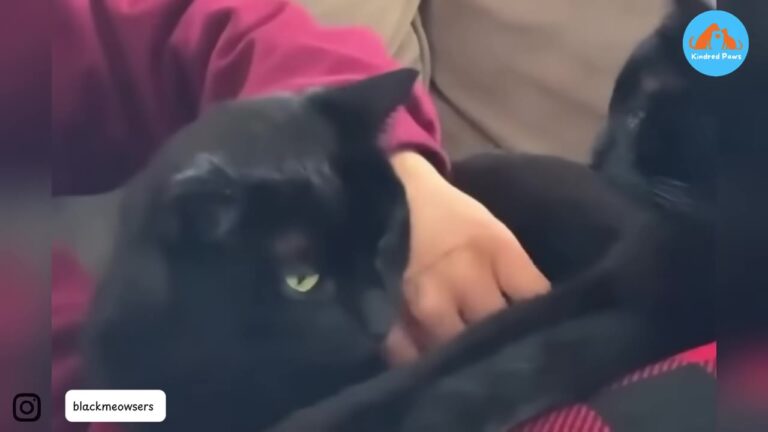 California Woman Asked For Shelter’s Most Overlooked Cat, But She Had No Idea What Awaited Her