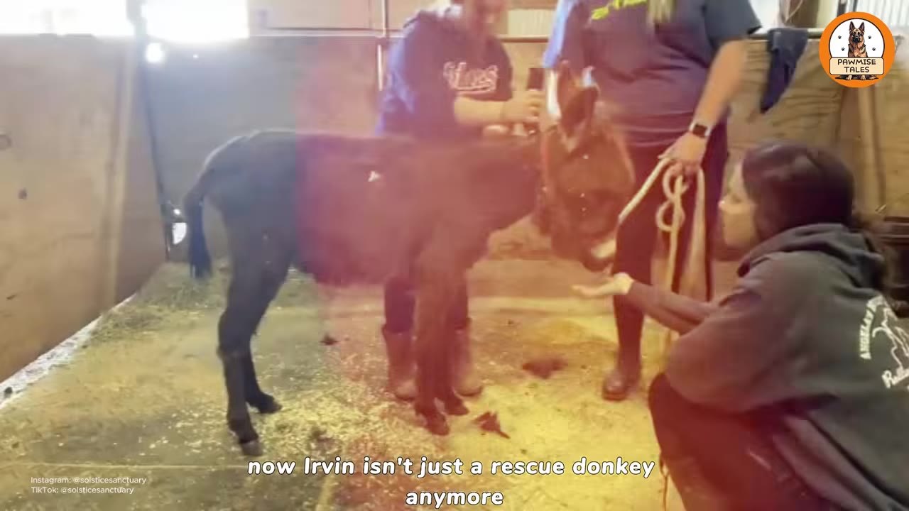 A small brown donkey stands in a stable while three people care for him, with one person kneeling to offer a hand and others standing nearby.