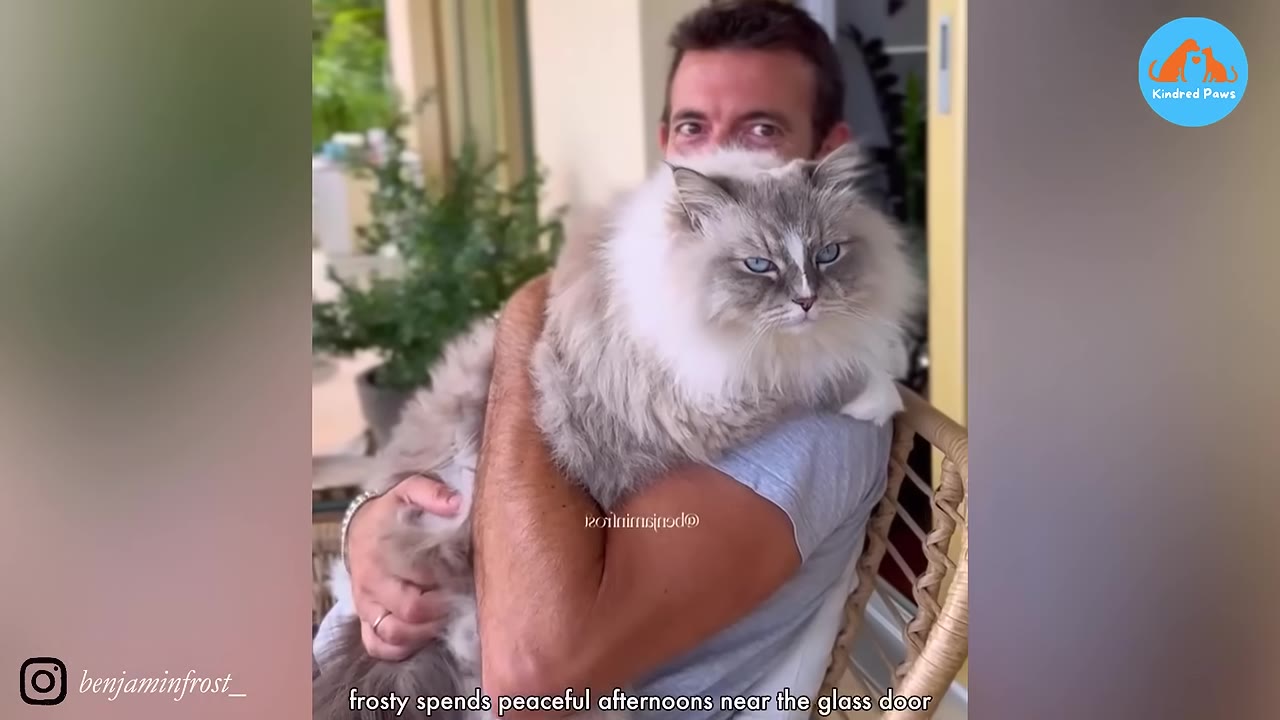 A fluffy grey and white Ragdoll cat with blue eyes is held in the arms of a man sitting on a wicker chair near a glass door.
