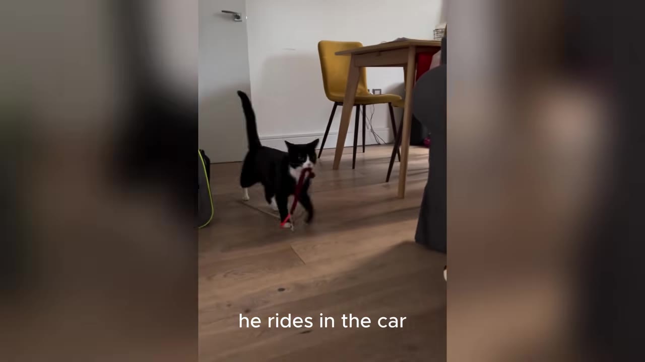 A black and white cat walks across a wooden floor carrying a red leash in its mouth.
