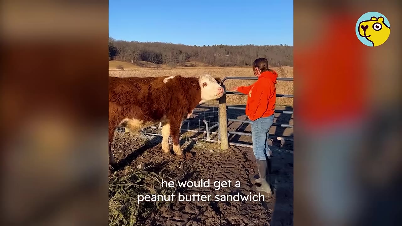 A brown and white cow stands cautiously by a metal gate as a woman in an orange sweatshirt reaches her hand out to him.