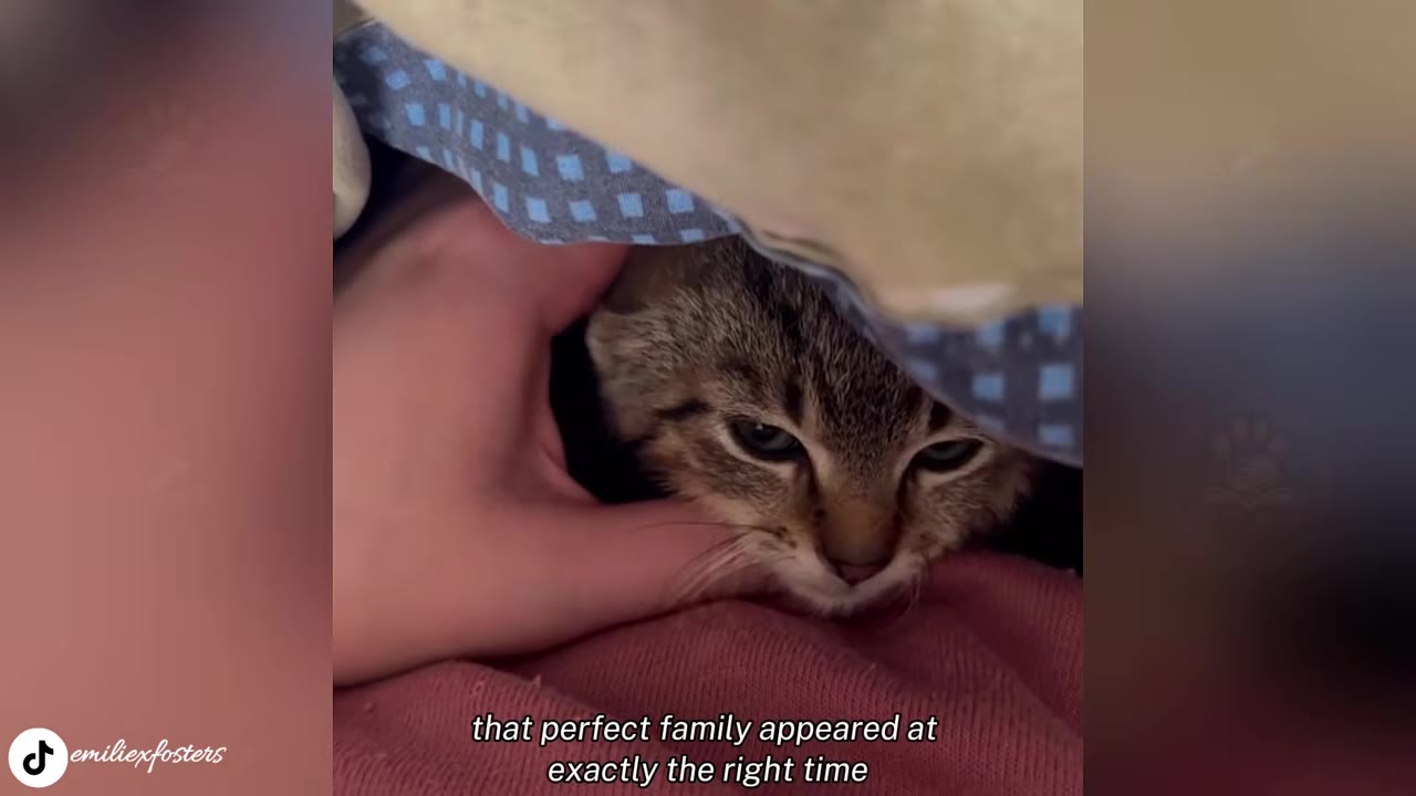 A close-up of a small tabby kitten peeking out from under a blue patterned blanket, being gently petted on the cheek by a person's hand.