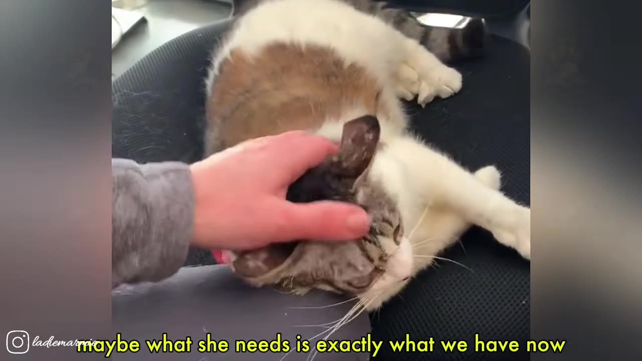 A hand gently petting a fluffy brown and white cat lying on a dark chair.