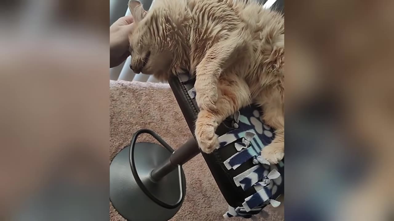 An orange fluffy cat lies on a black stool while being gently petted on the head by a person's hand.