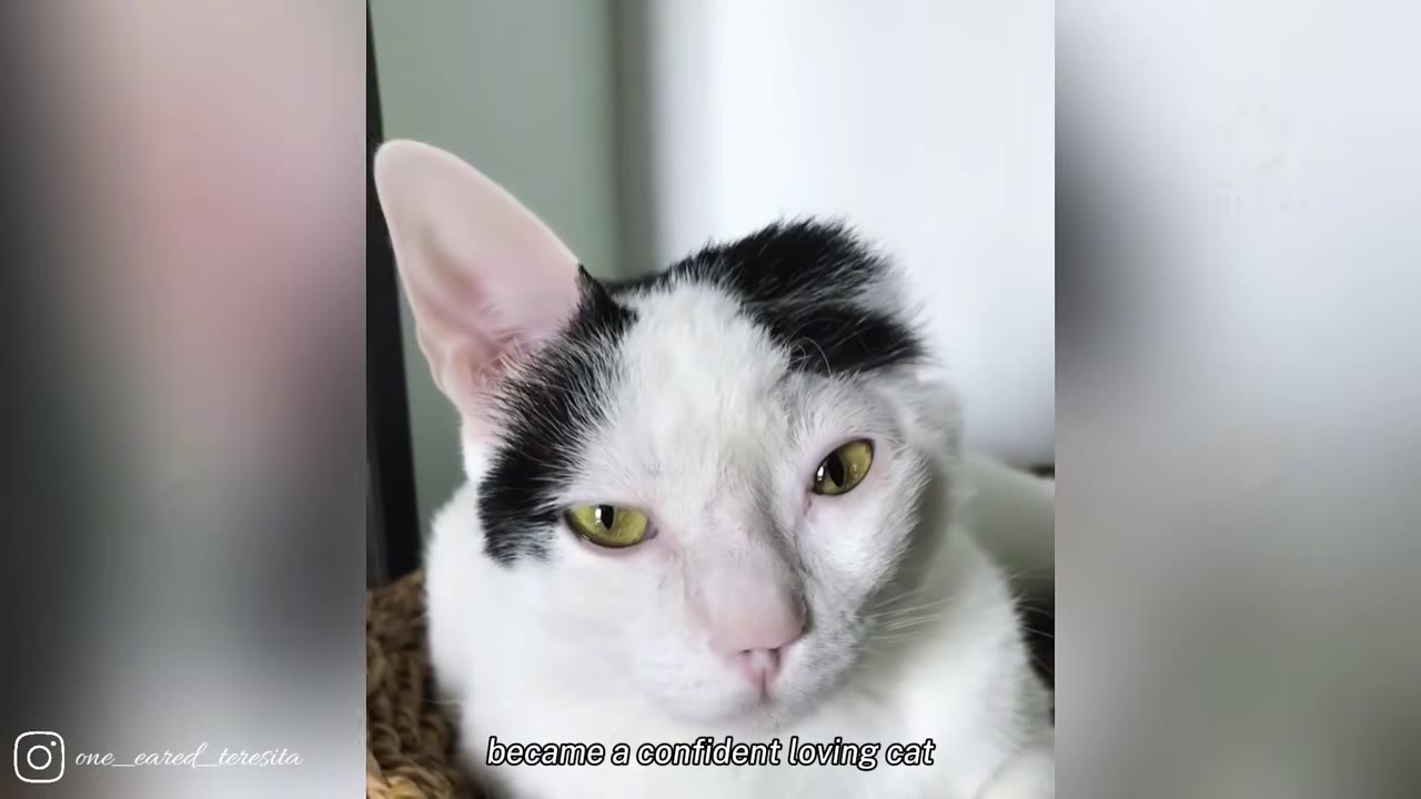 A close-up portrait of a white cat with black patches on its head and only one prominent ear, looking directly at the camera.