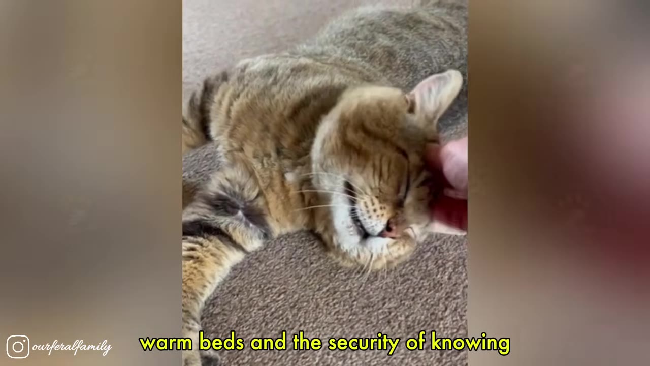 A brown tabby cat lying comfortably on a carpeted surface while being gently petted on the head by a hand.