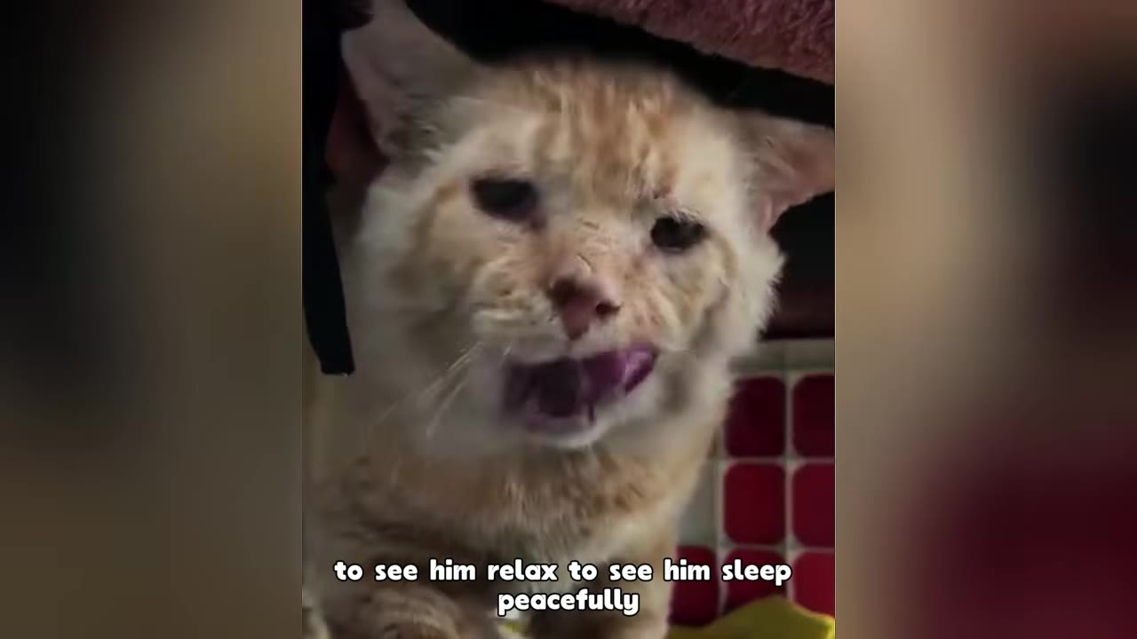 A close-up of an orange cat with a scruffy face and a slightly grumpy expression, licking its mouth.