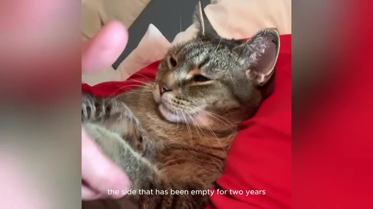 A tabby cat lies comfortably on a red pillow next to a person's hand, looking relaxed.