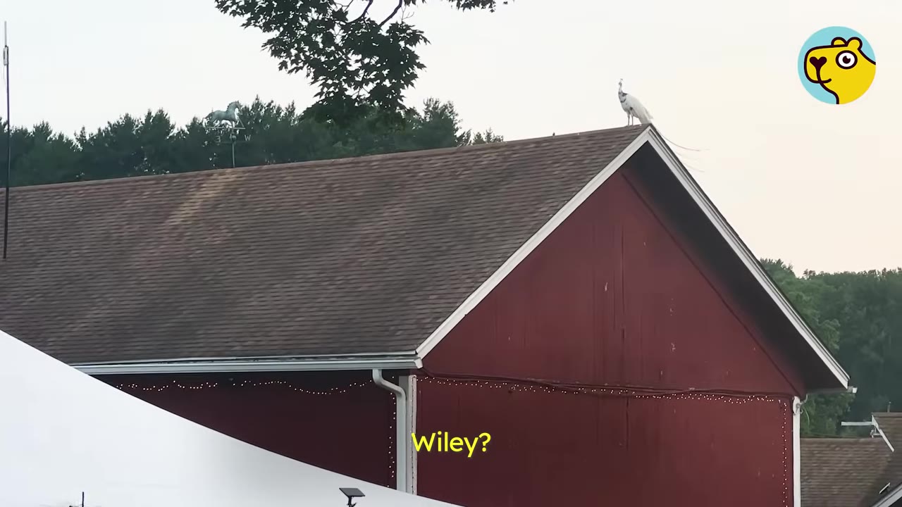 A white peacock stands on the peak of a red barn roof, with a white event tent visible in the foreground.