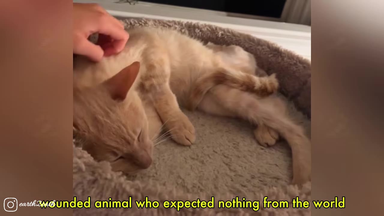 A hand gently pets a light orange cat lying comfortably in a plush pet bed.