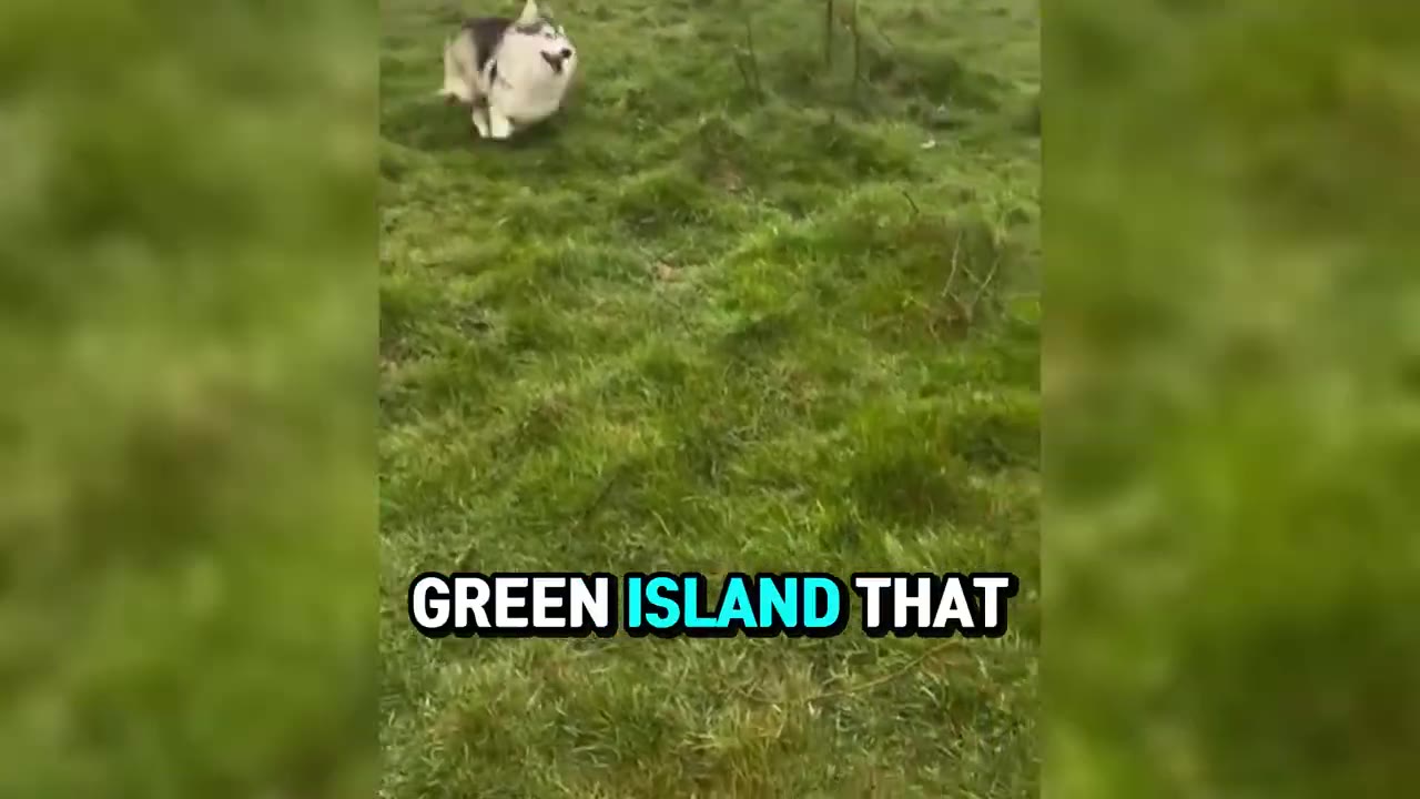 A fluffy grey and white dog running joyfully through a lush green grassy field.