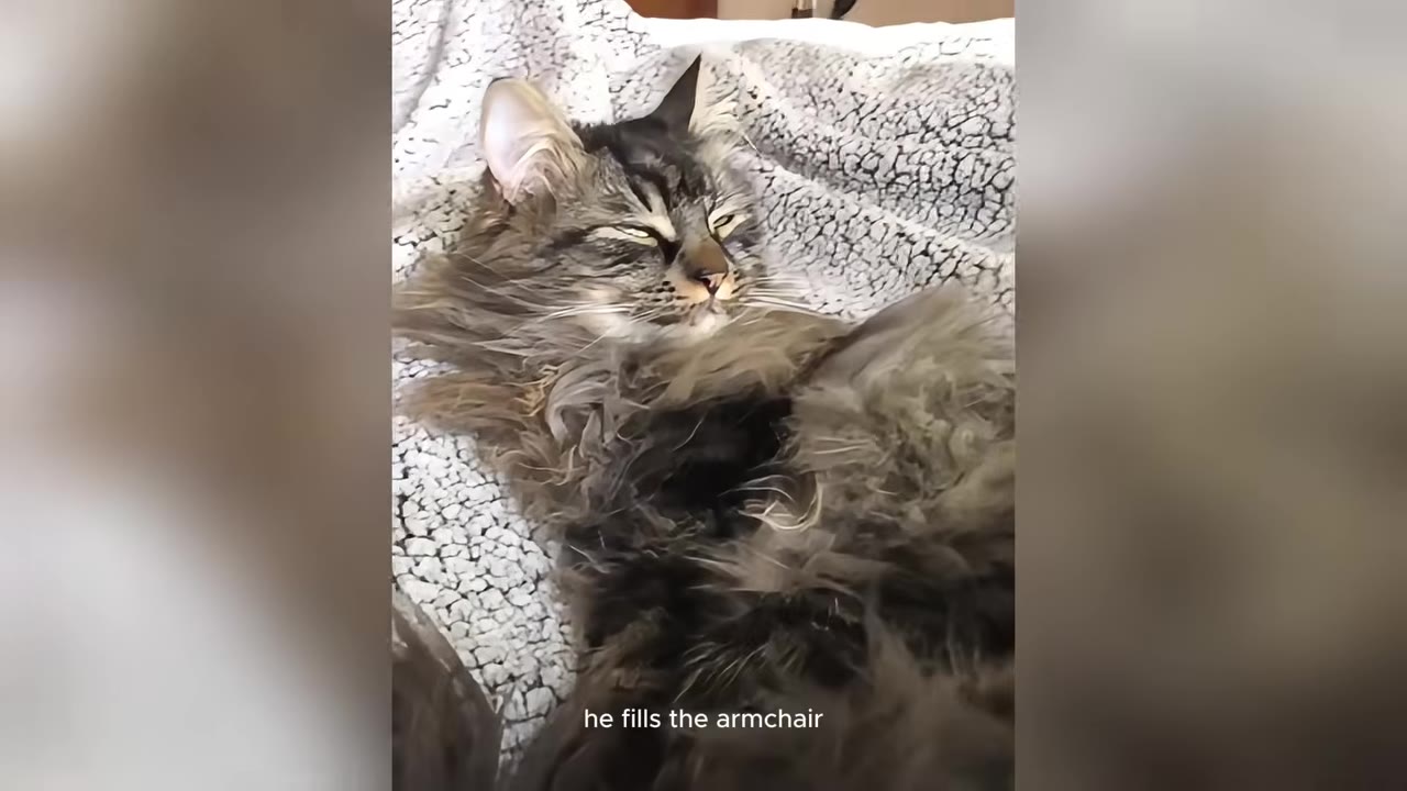 A fluffy, long-haired tabby cat lies on its back on a grey textured blanket, filling the frame.