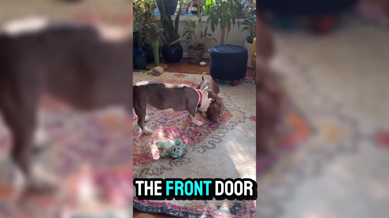 Two dogs interact on a colorful patterned rug inside a living room filled with houseplants.