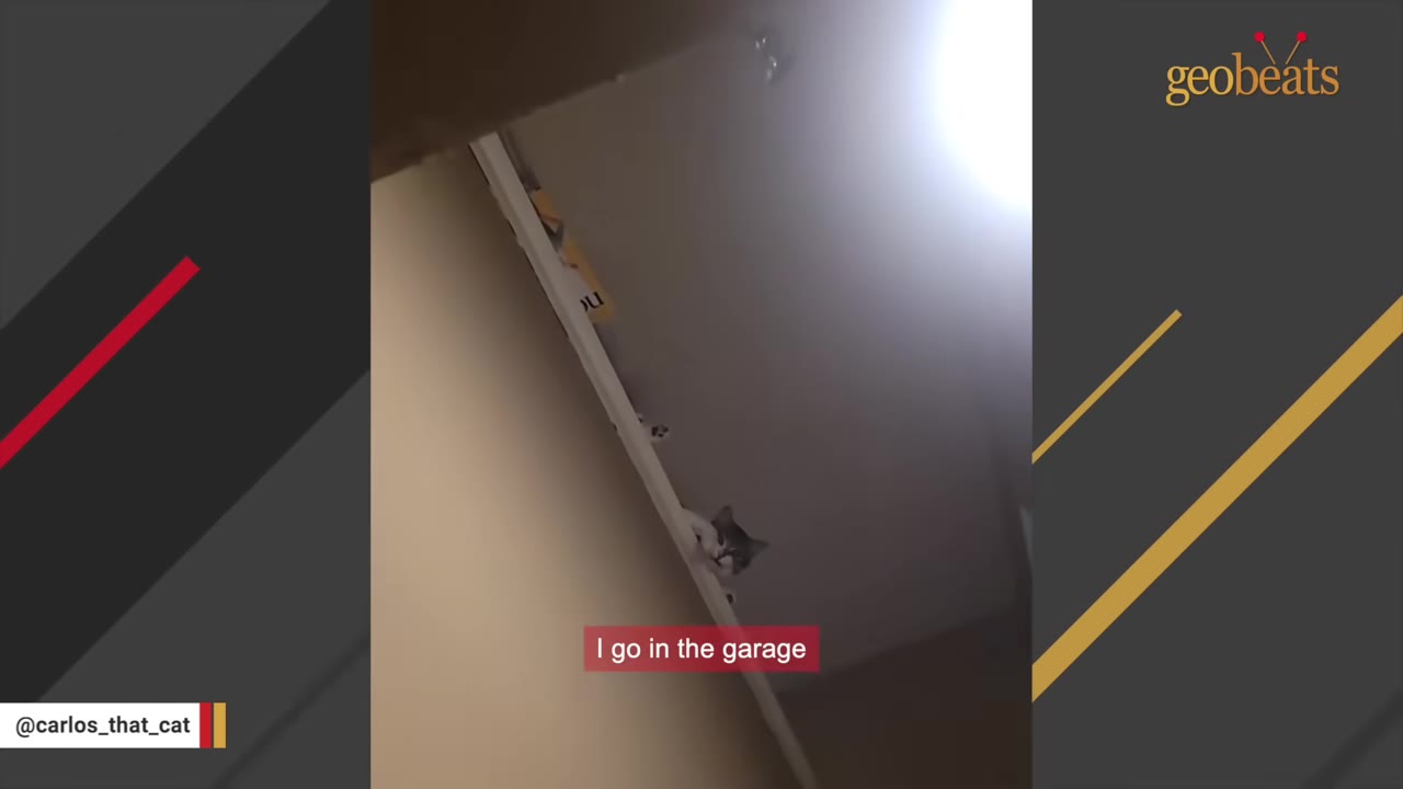 A small grey and white cat peeks over the edge of a high shelf inside a garage.