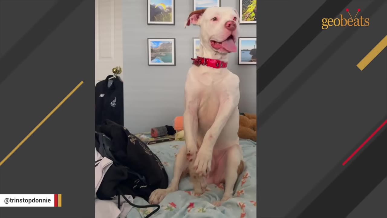 A white dog with a red collar sits upright on a bed, showing its deformed front legs.