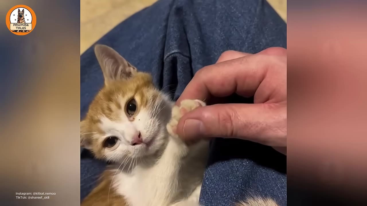 A close-up of a small orange and white kitten lying on a person's lap in blue jeans, while a hand gently holds its front paw.