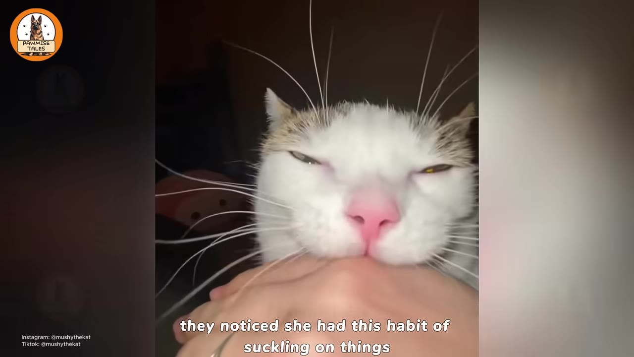A close-up of a white and brown cat with its eyes closed, suckling on a person's hand.
