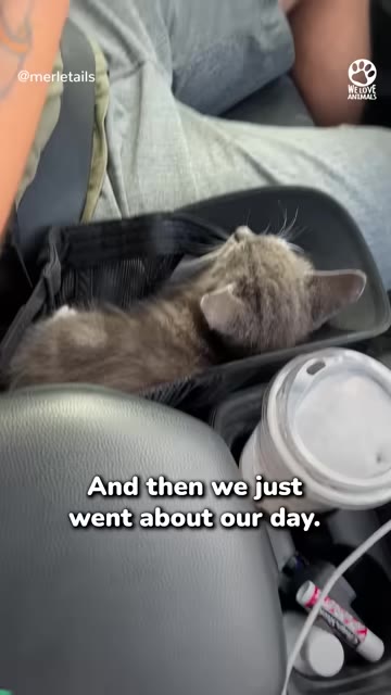 A small grey tabby kitten rests inside a black pouch placed in the center console of a car next to a coffee cup.