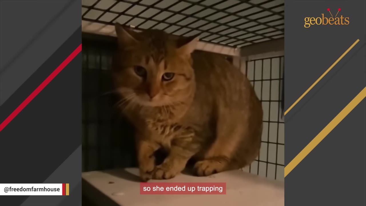 A brown tabby cat sitting inside a wire cage trap.
