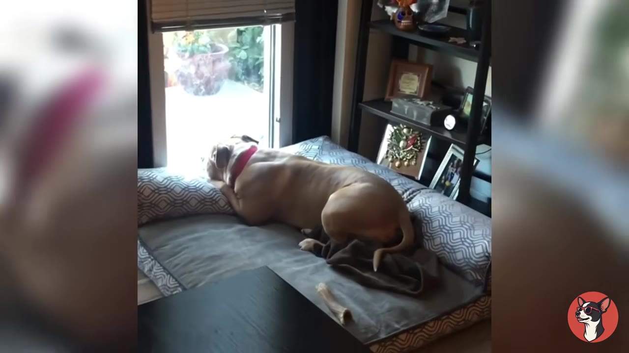 A tan and white pit bull lies comfortably on a large grey dog bed with patterned bolsters in a living room, looking out a glass door.