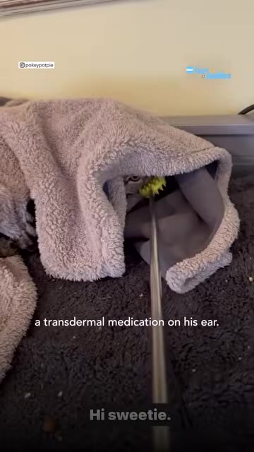 A cat peeks out from under a grey fleece blanket as a long metal applicator rod with a yellow tip is extended toward it.