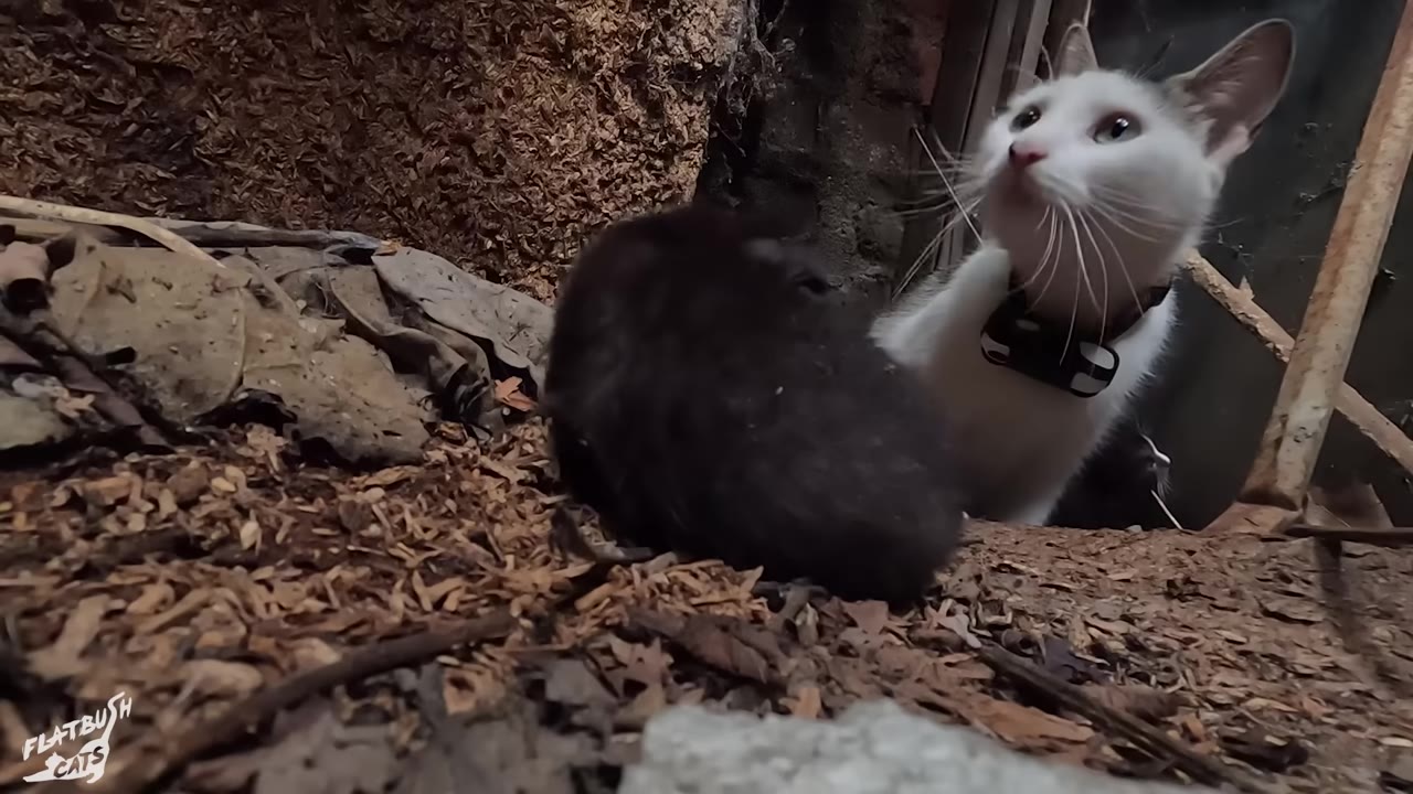 A white and grey cat with a black collar looks upward next to a small black kitten in a dark, debris-filled hiding spot.