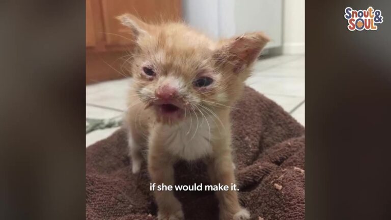 Florida Rescuer Takes In A Tiny Unresponsive Kitten And Worries No One Will Ever Want Her