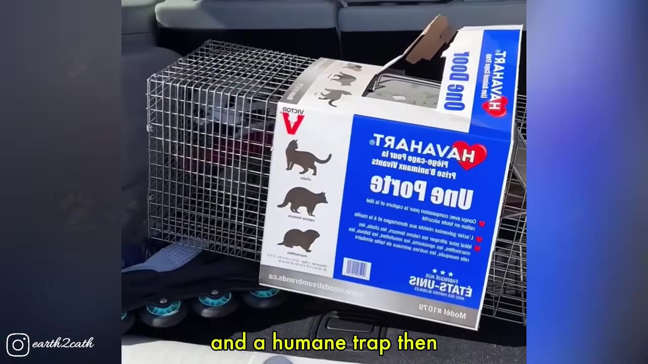 A metal wire humane animal trap in the back of a vehicle, with a Havahart brand cardboard sleeve around it.