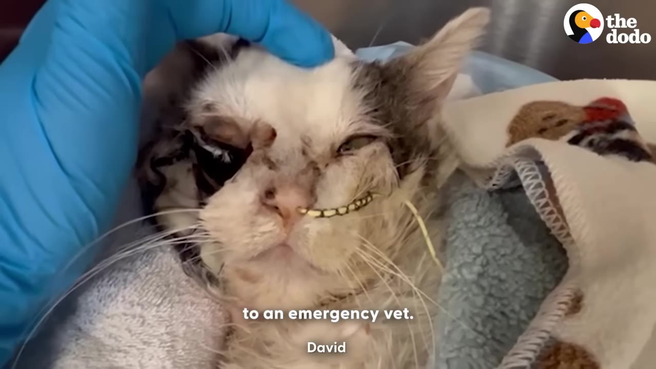 A battered white and grey cat with facial injuries lies wrapped in blankets while a hand in a blue medical glove gently pets its head.
