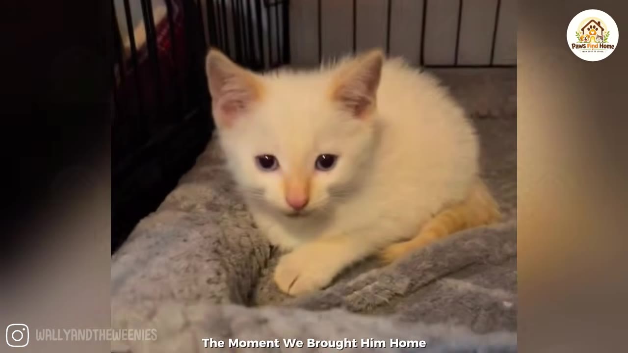 A small white and light orange kitten with sad blue eyes sits on a grey blanket inside a pet carrier.