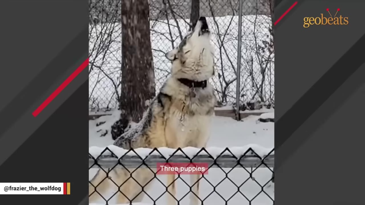 A wolfdog wearing a collar stands behind a chain-link fence in a snowy yard, howling with its head tilted back.