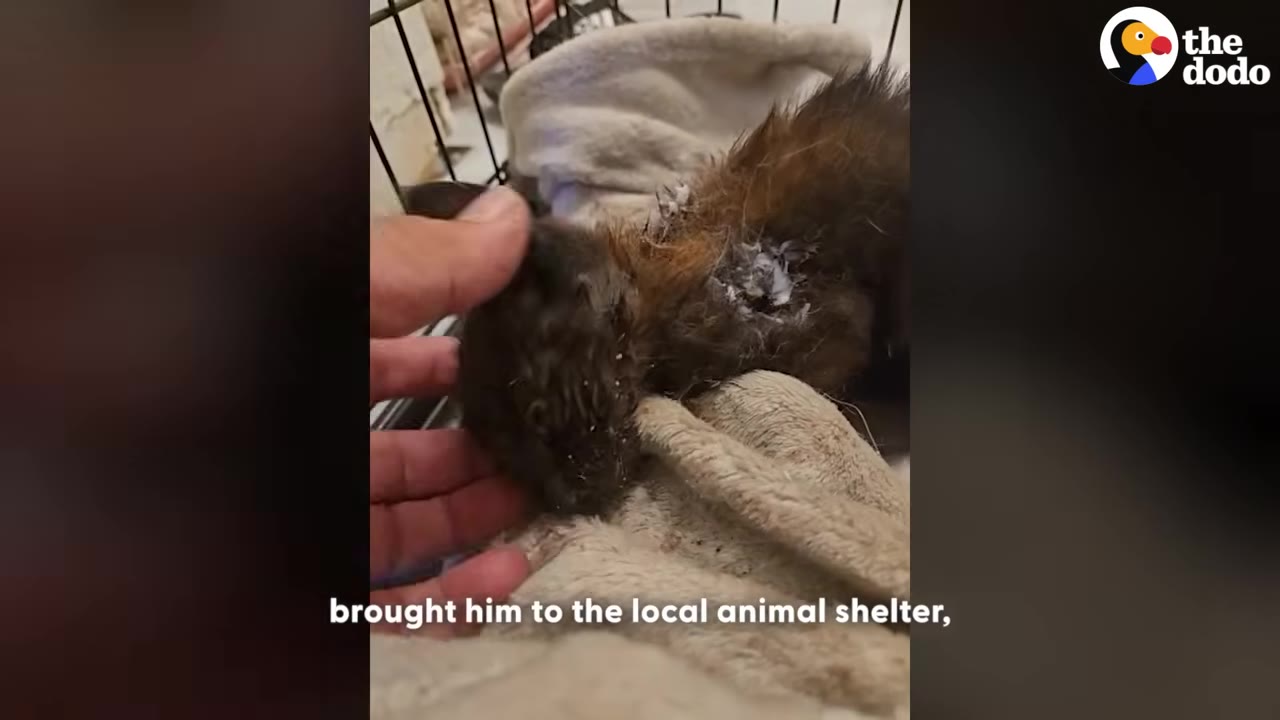 A close-up of a hand gently petting a small, injured brown kitten lying on a soft blanket inside a carrier.