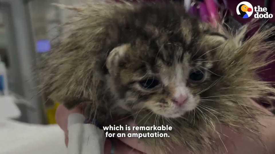 Video frame for A Devastating Discovery