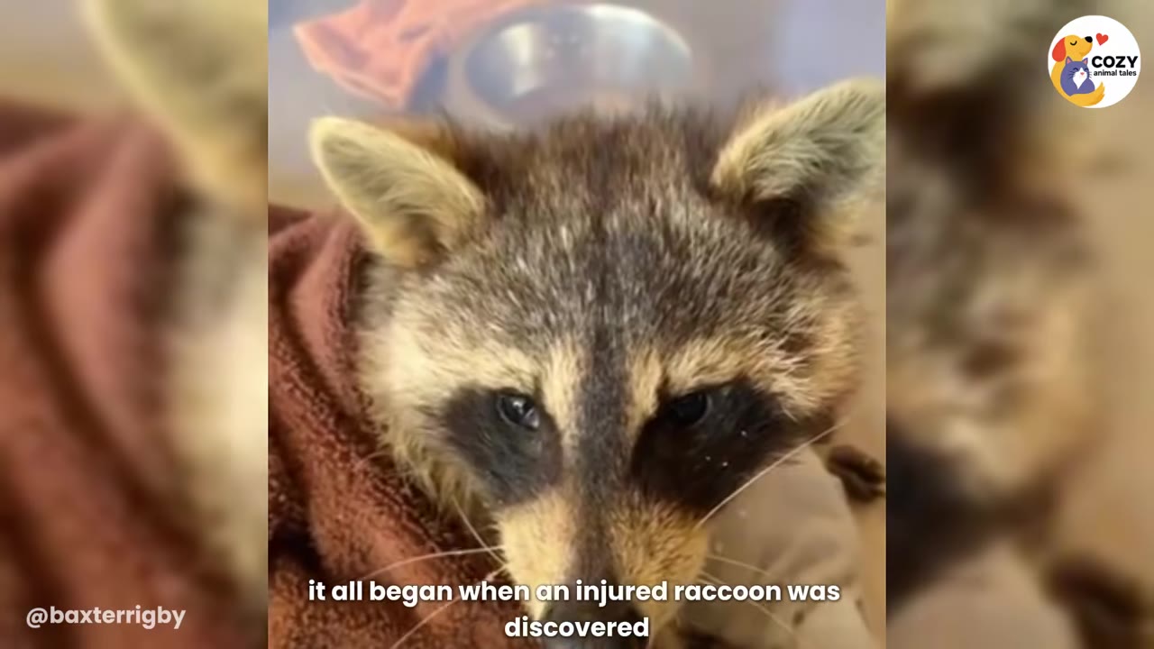 A close-up of an injured raccoon wrapped in a brown towel, looking directly at the camera.