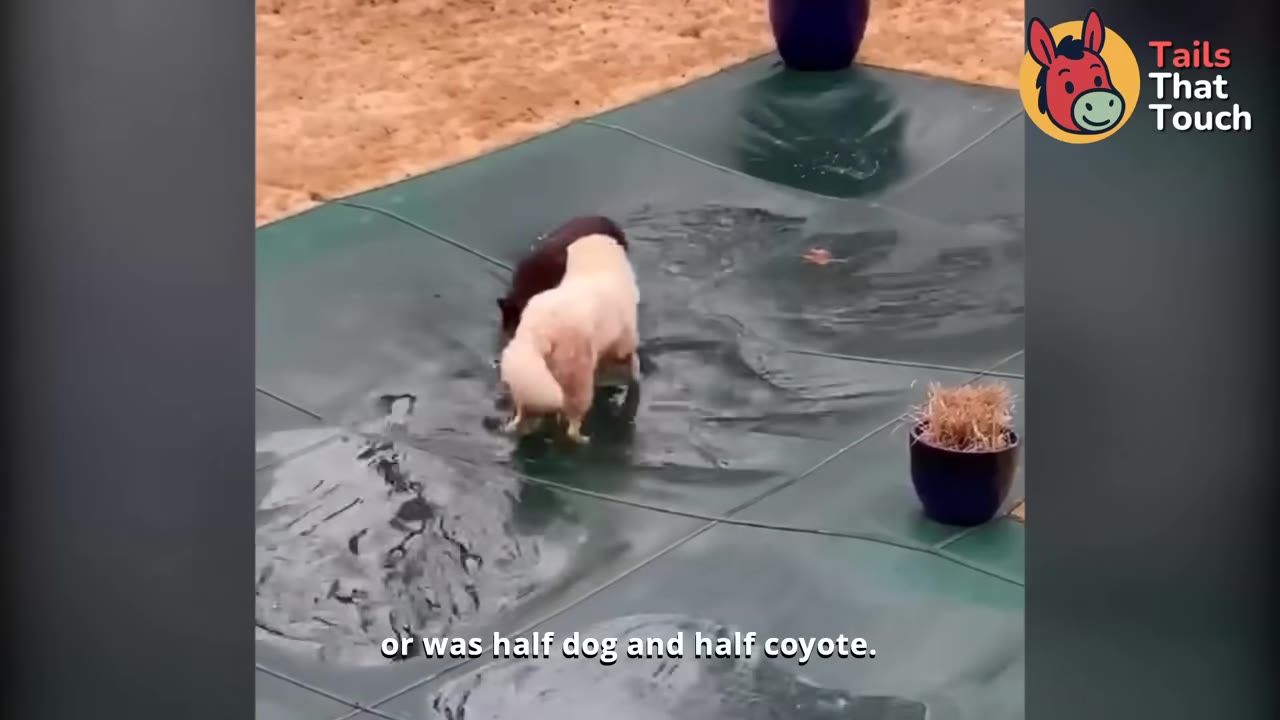 A fluffy white dog and a dark-furred animal play together on a wet green pool cover.