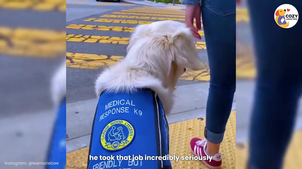 A light-colored dog wearing a blue service vest that reads 'MEDICAL RESPONSE K9' stands next to a person at a crosswalk.