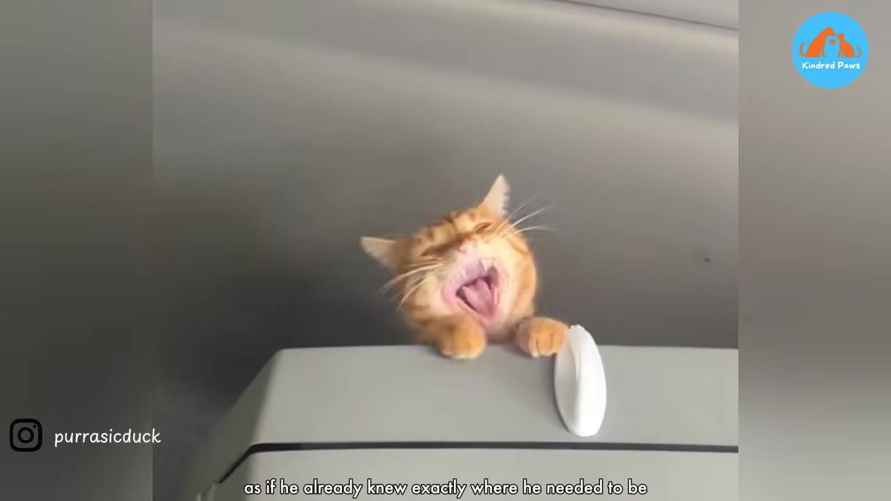 An orange tabby cat peeking over the top of a grey car seat with its mouth wide open in a yawn.