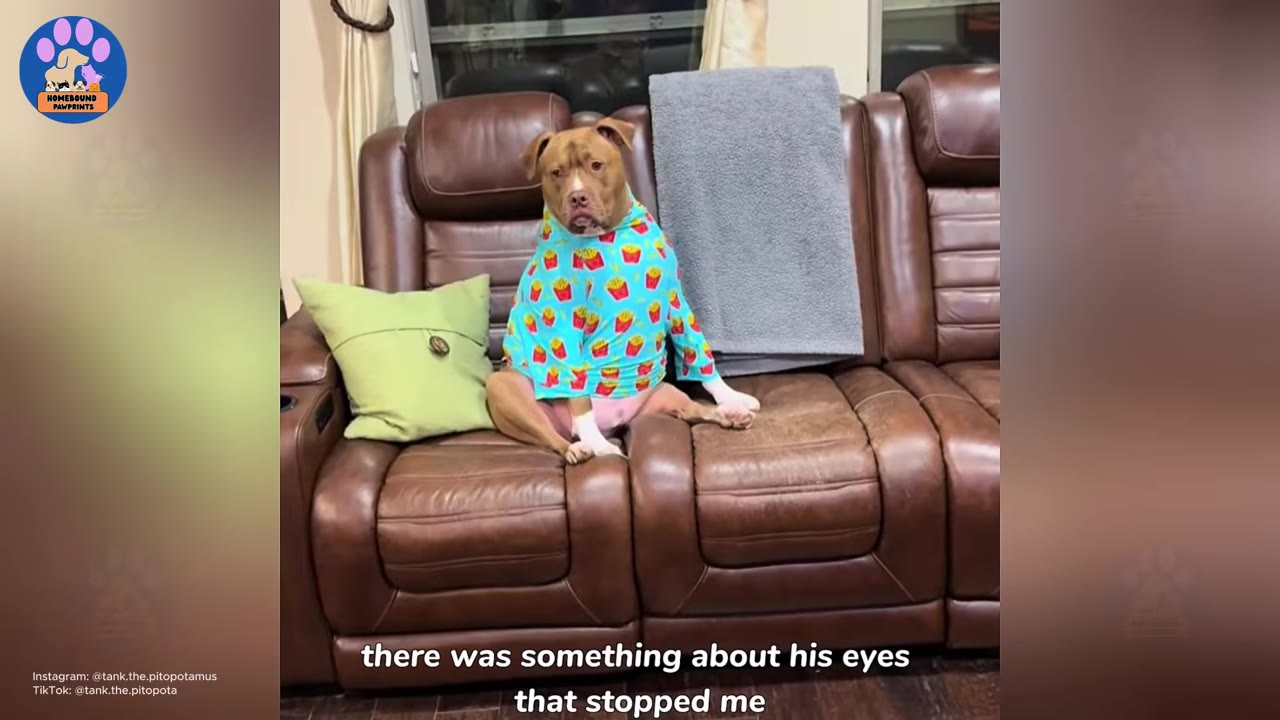 A brown pit bull wearing a blue shirt with a french fry pattern sits upright on a brown leather couch, looking directly at the camera with a soulful expression.