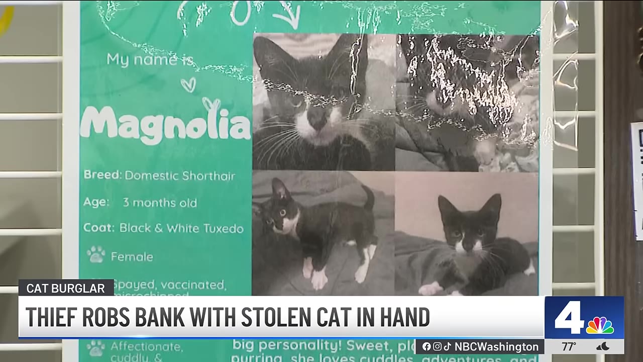 An adoption poster for a black and white tuxedo cat named Magnolia, showing her details and photos.