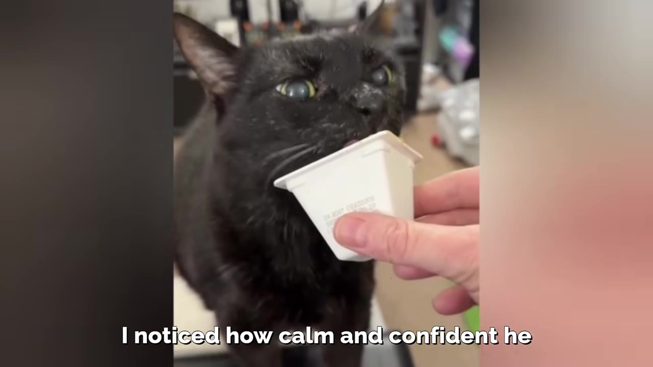 A close-up of a black cat with light-colored eyes licking a treat from a small white cup held by a person's hand.