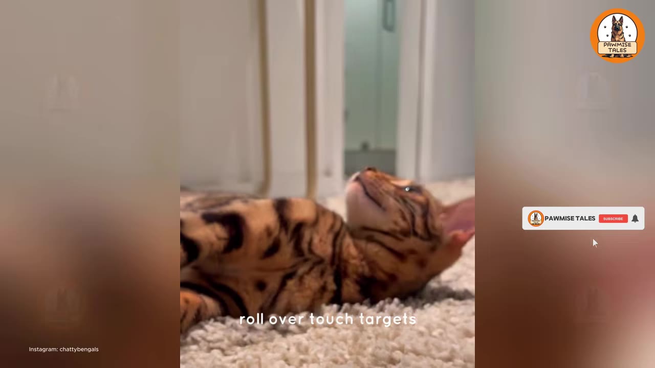 A Bengal cat lying on its back on a shag rug, looking up attentively with its ears perked.
