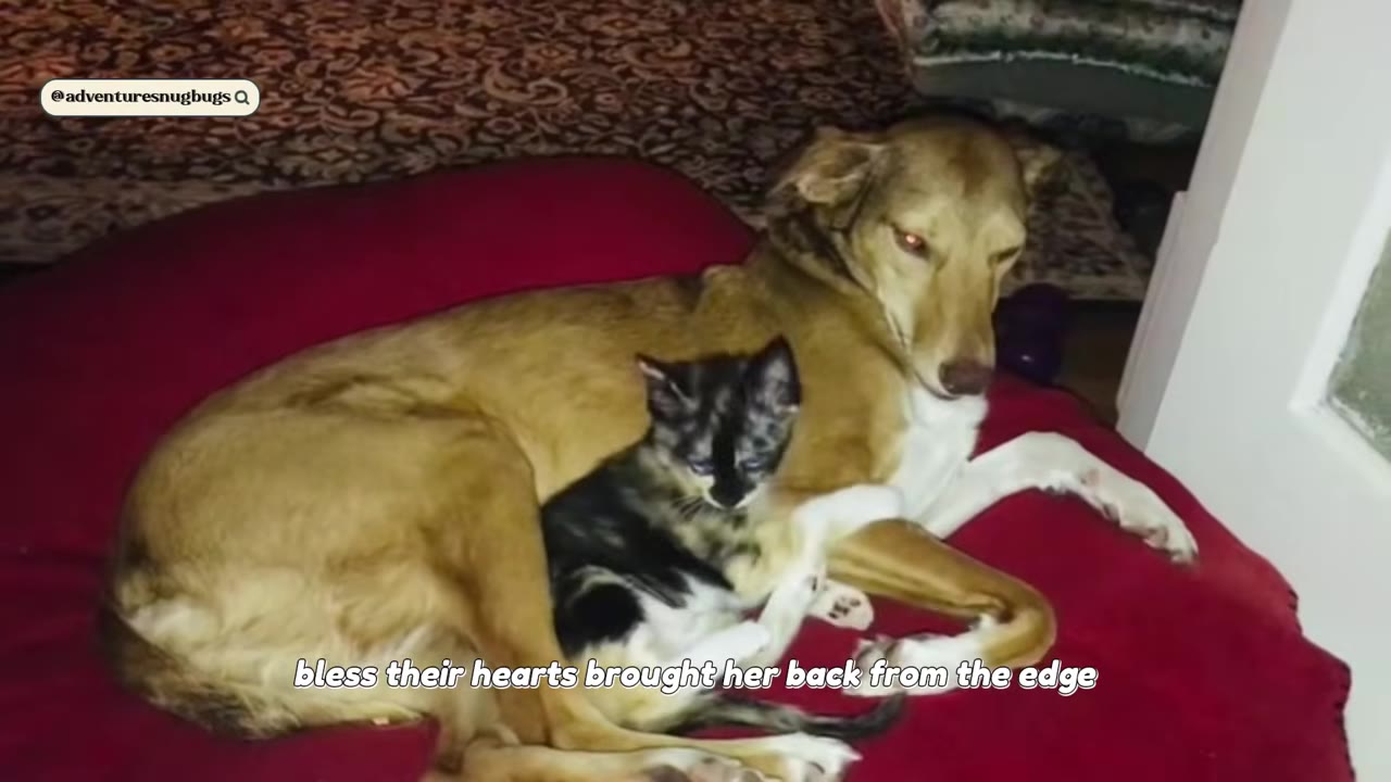 A tan dog and a small calico kitten lie together on a red cushion, with text on the screen reading 'bless their hearts brought her back from the edge'.