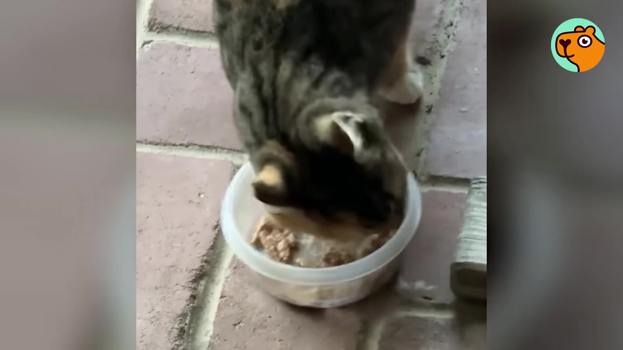 A tabby cat eating food from a small white plastic bowl on a brick patio.