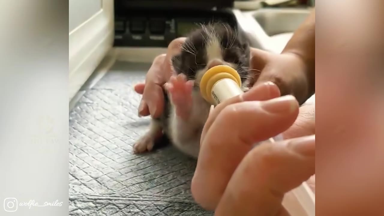 A close-up shot of a tiny black and white kitten being bottle-fed by a person's hands.