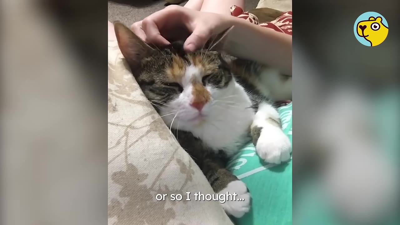 A calico tabby cat lies comfortably on a person's lap while being gently petted on the head.