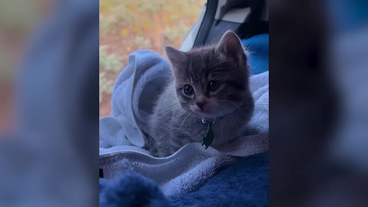 A small grey tabby kitten wrapped in a white towel inside a vehicle, looking forward with wide, concerned eyes.