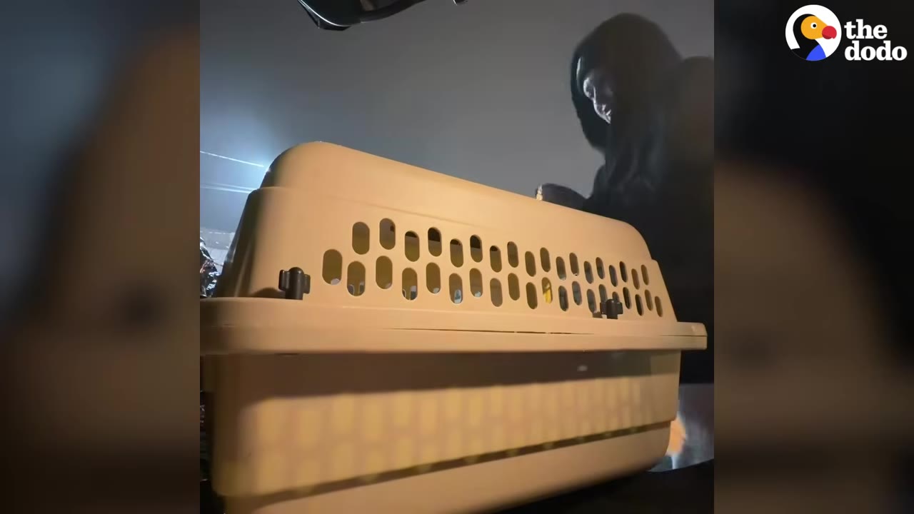 A person in a dark hoodie stands behind a beige plastic pet carrier at night.