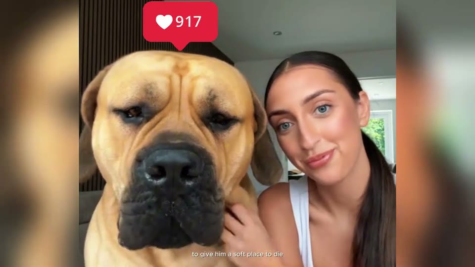 Video frame for A Giant Dog With A Circled Date