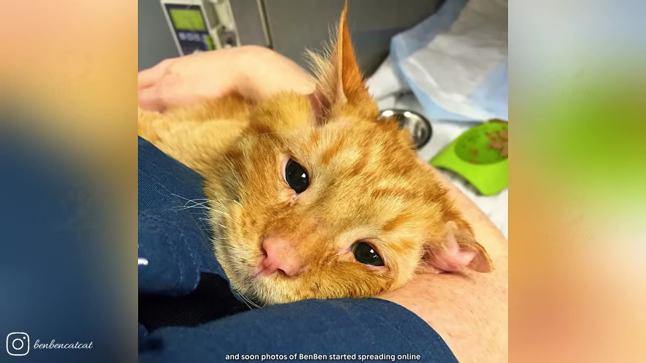 A close-up of an injured orange tabby cat being held gently in someone's arms in a medical or shelter setting.